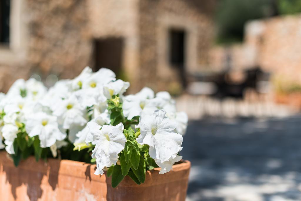 Es Pinar Villa Alaró